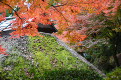 大興善寺2021　11月-4　契園　苔むす屋根