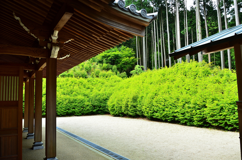 呑山観音寺2021　大百観音堂　梅雨のドウダンツツジ②