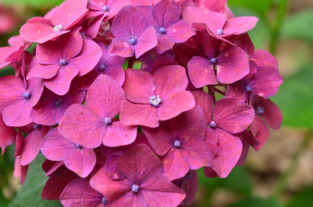 もととりアジサイ園2021　6月-1　紫陽花　赤紫色