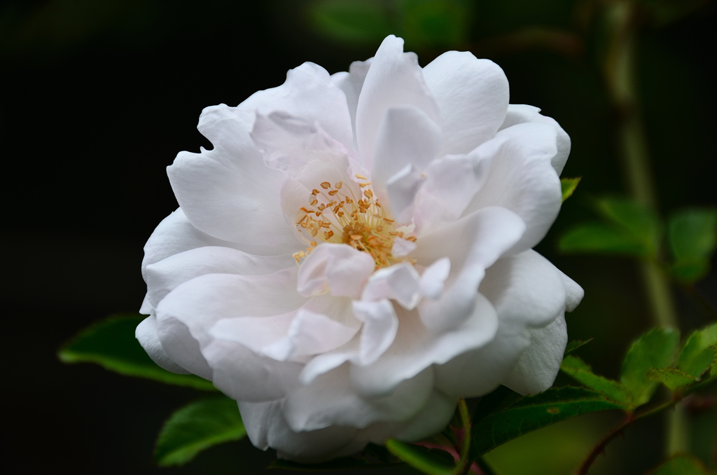 バルコニー2021　4月　薔薇⑥