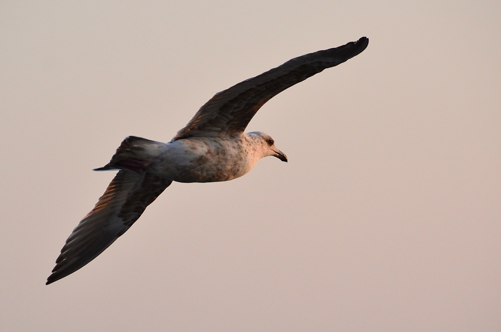 鐘岬2021　2月-2　海鳥夕陽を浴びて①