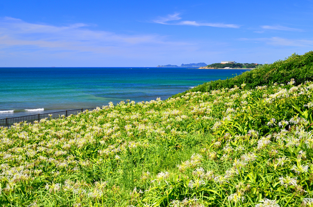 はまゆう公園2019　夏　浜木綿