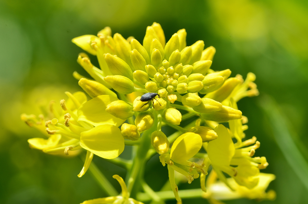 英彦山川2022　河川敷　菜の花