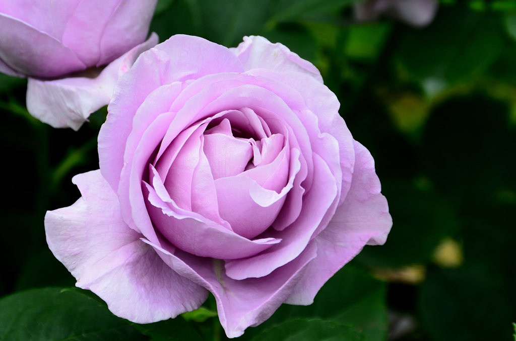 大神ファーム2022　薔薇-1　不詳①
