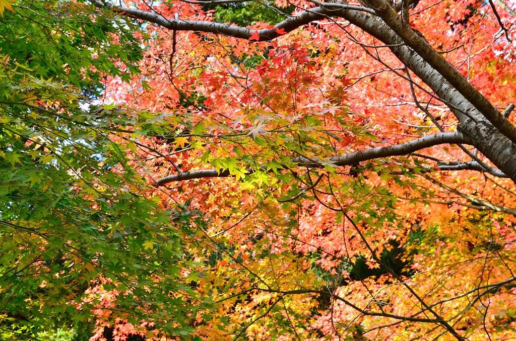 呑山観音寺2019-6　大百観音堂　紅葉