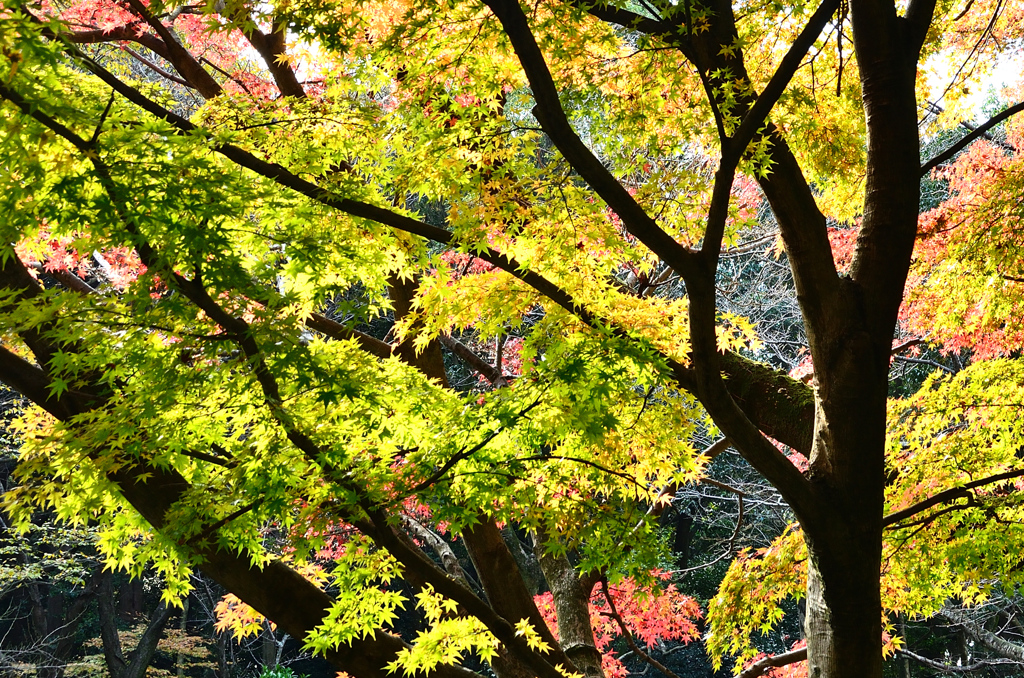足立公園2020　12月-3　三彩もみじ