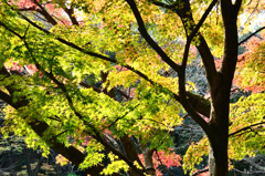 足立公園2020　12月-3　三彩もみじ