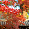 福聚寺2023　もみじ祭-2　裏門と楓