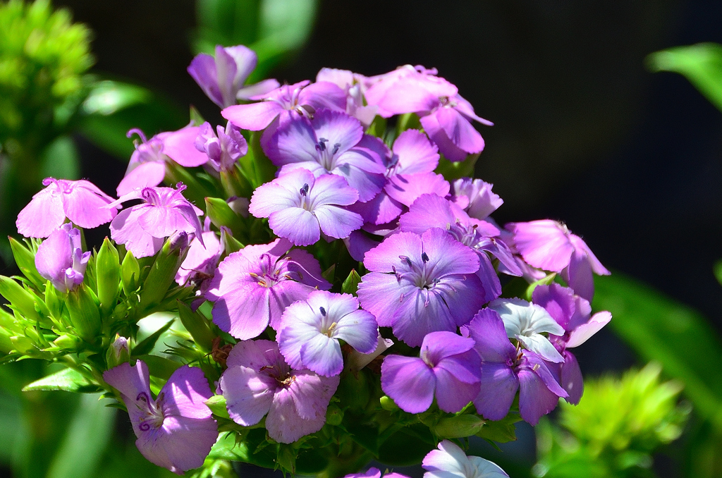 白野江2022　8月　ふじなでしこサマーラベンダーの輝き