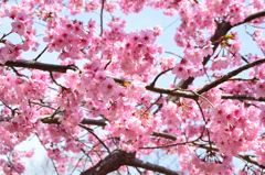 白野江2021　3月　桜　陽光①