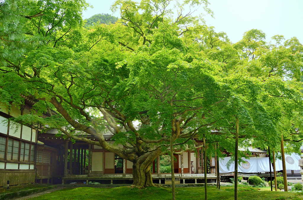 雷山千如寺2021　7月-2　大楓②