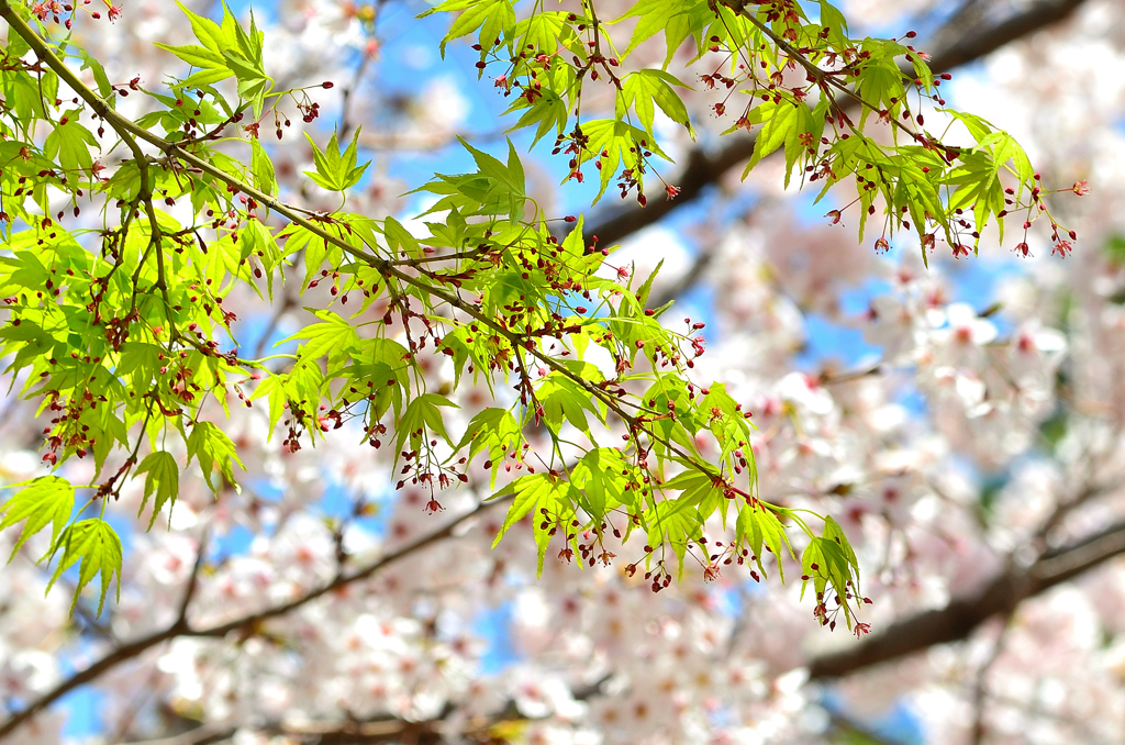 小倉城2022　4月-6　青モミジと桜