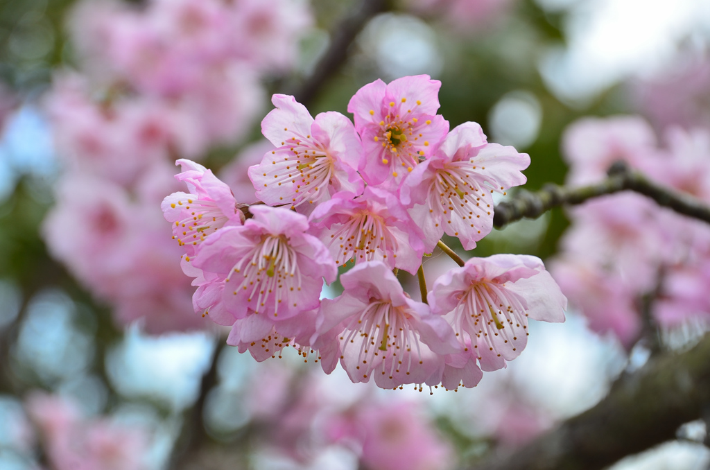 白野江2021　2月-2　椿寒桜②
