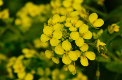 農事センター2019　4月　キャベツの花