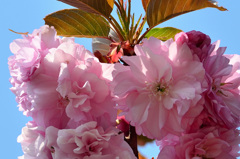 妙見さん2019　4月　八重桜②