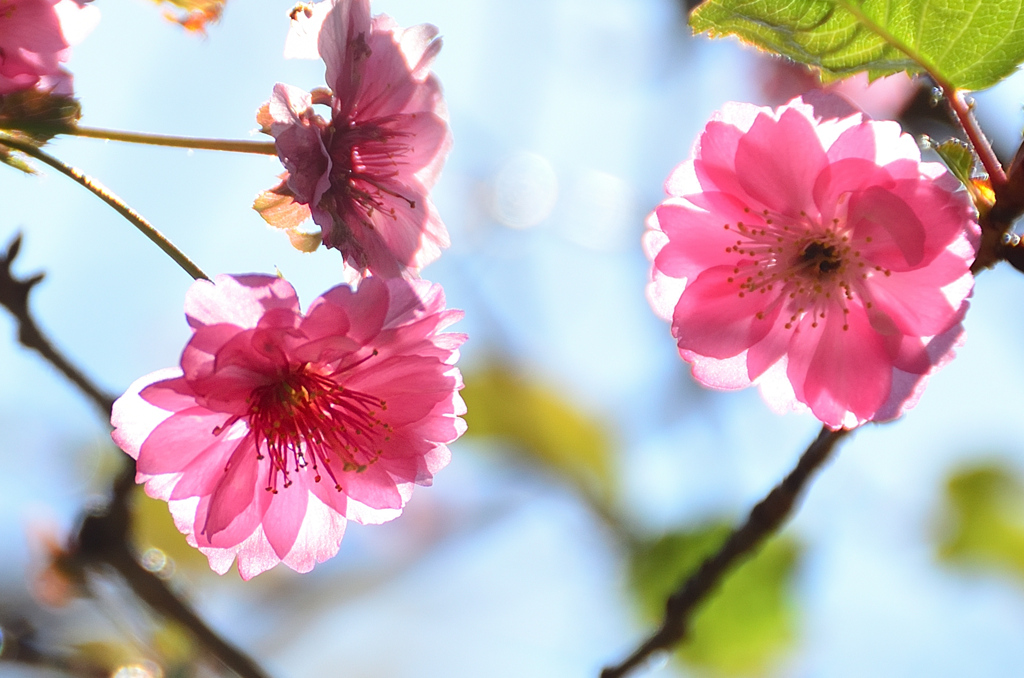白野江2020　10月-2　桜　ｴﾚｶﾞﾝｽみゆき②