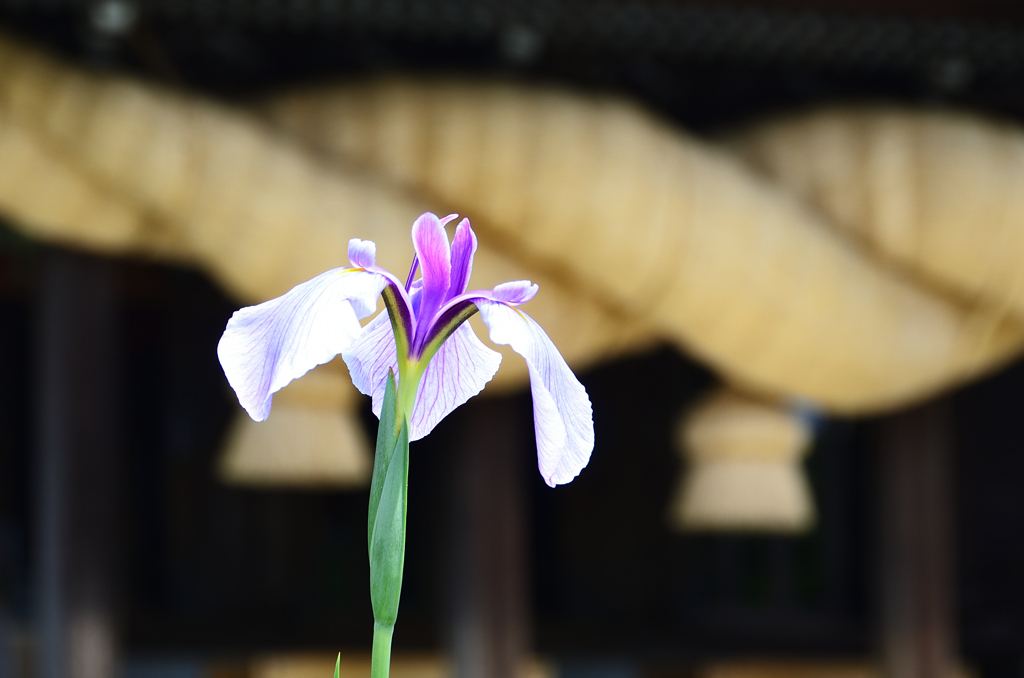 宮地嶽神社2022　5月-1　花菖蒲と大注連縄