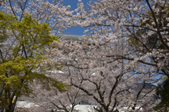 小倉城2019　桜満開