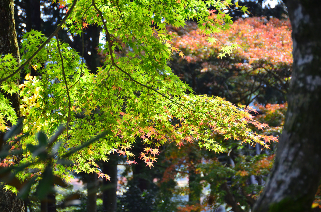 大興善寺2018　もみじ1