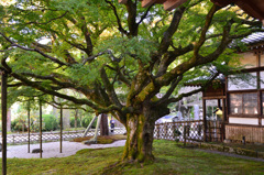 雷山千如寺　大楓