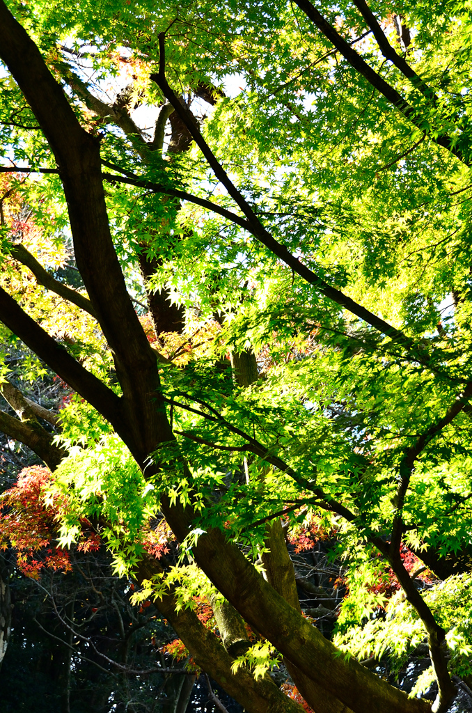 足立公園2020　11月-1　青もみじ①