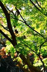足立公園2020　11月-1　青もみじ①