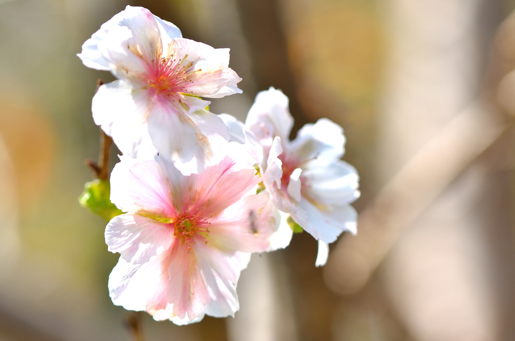 白野江2021　秋-7　10月桜②