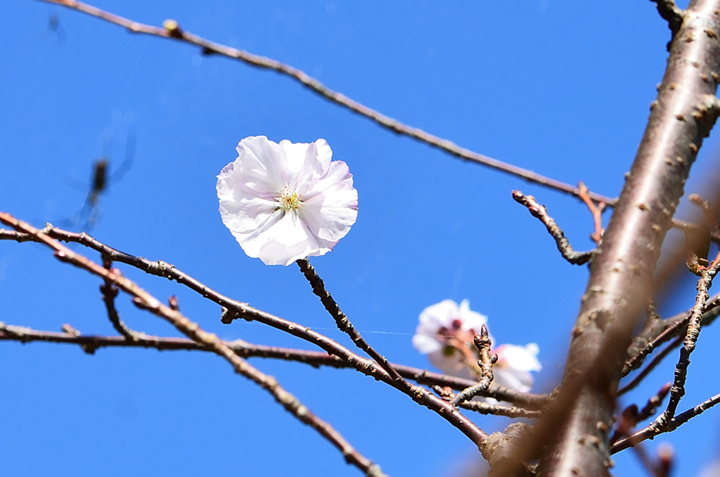 白野江2021　10月　青空に10月桜