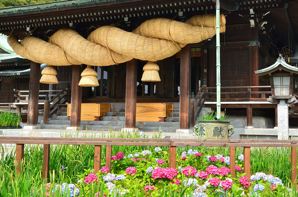宮地嶽神社2021　6月　紫陽花と大注連縄