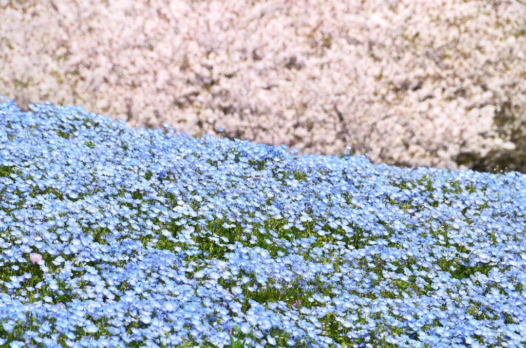 海の中道海浜公園2021　3月　桜とネモフィラ