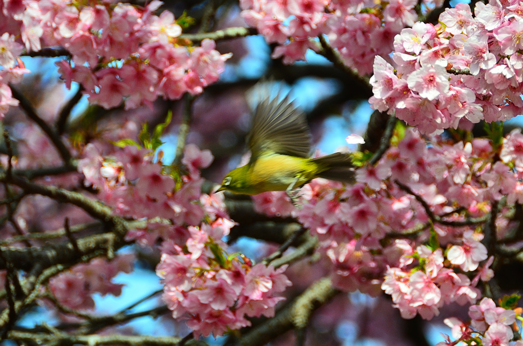 白野江2020　2月　河津桜　目白