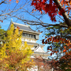 小倉城2022　秋-02　紅葉と天守閣