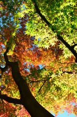 足立公園2021　秋　三彩もみじ天井