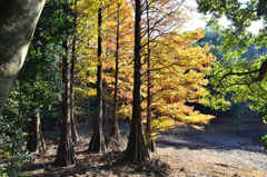 九大の森2019　秋　ﾗｸｳｼｮｳ②