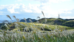 平尾台2021　秋-05　そよぐ①