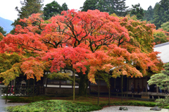 雷山千如寺2019　11月-3　大楓①