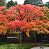 雷山千如寺2019　11月-3　大楓①