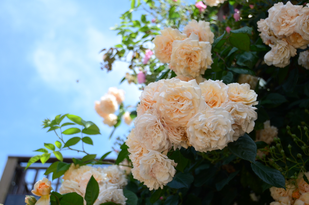 ｸﾞﾘｰﾝﾊﾟｰｸ2018　薔薇園10