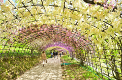 河内藤園2019　5月-01　藤大アーチ