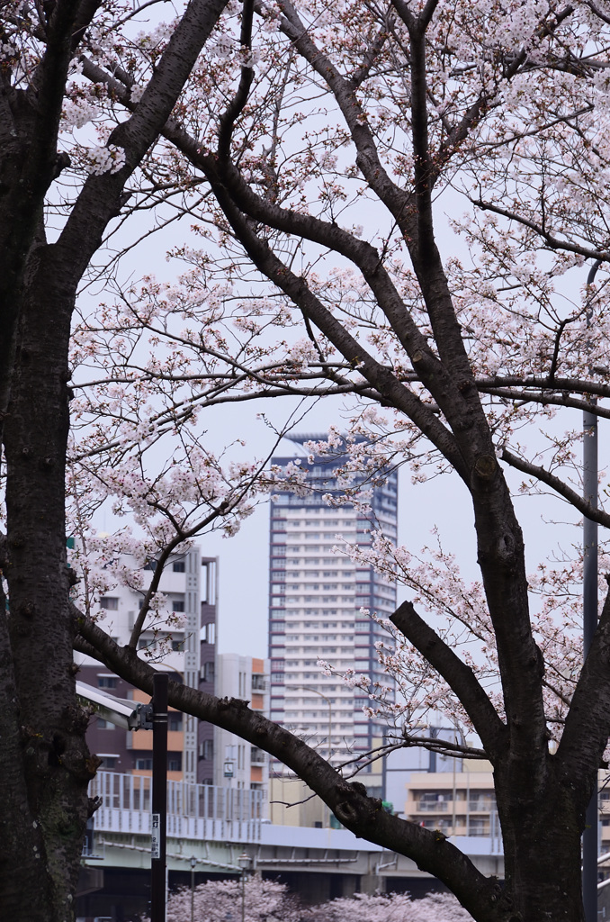小倉散策2020　タワマン＆桜