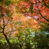 大興善寺2022　11月-2　契園　紅葉林