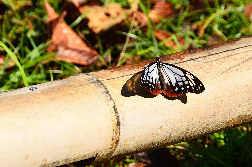 白野江2020　10月-2　アサギマダラ③