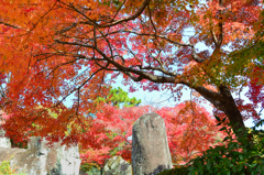 渓石園2022　11月-3　もみじ①