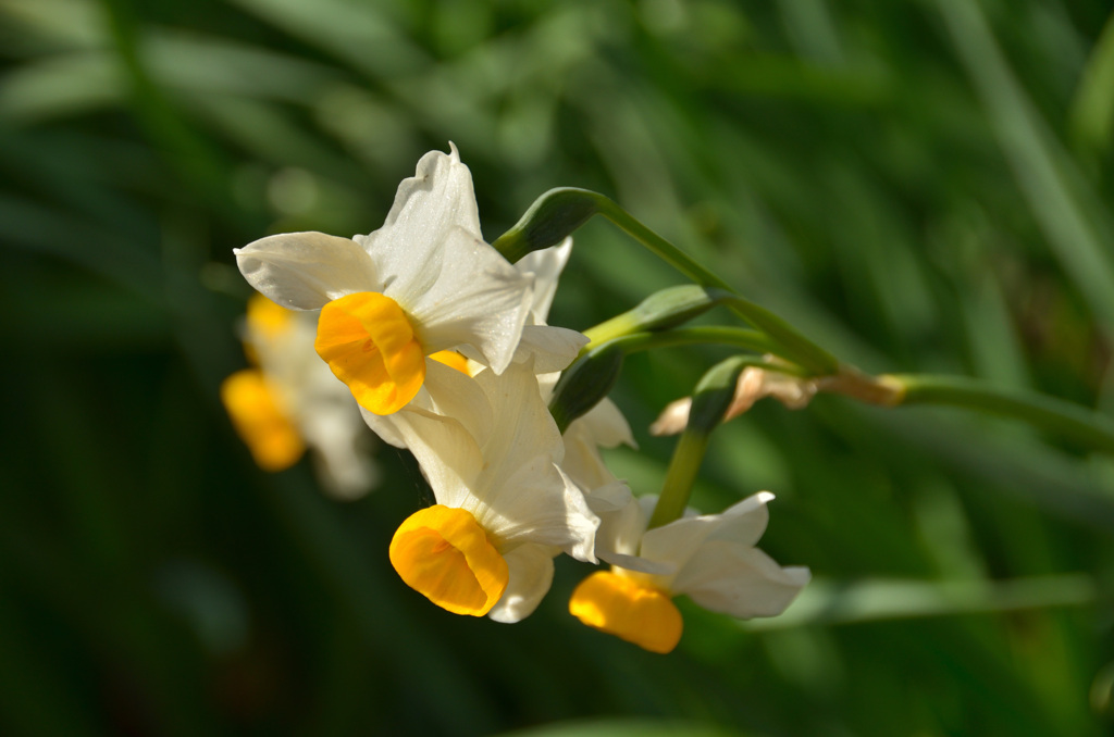 白野江2019-2　水仙1