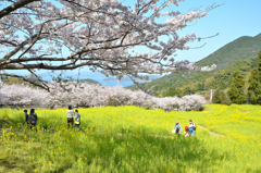 糸島　ゆらりんこ橋2022-9　桜と菜の花