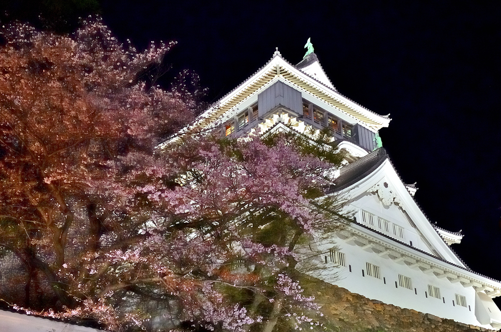 小倉城2022　4月-2　夜桜と天守閣