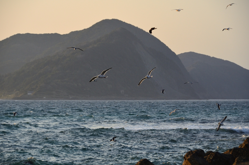 鐘岬2021　2月-3　海鳥と地島①