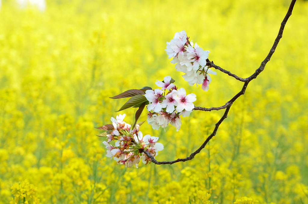 海の中道海浜公園2022-2　桜と菜の花