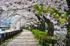 紫川2022　4月　桜のトンネル