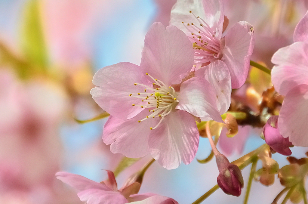 白野江2022　3月-5　河津桜